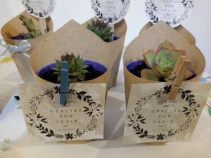 Mini cactus y suculentas para souvenirs