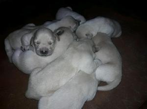 Se venden labradores!