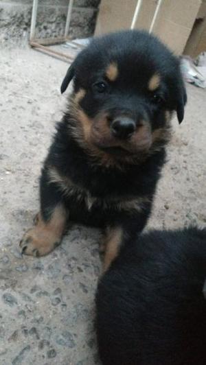 Vendo Cachorros Rottweiler