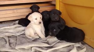 Vendo perros labradores