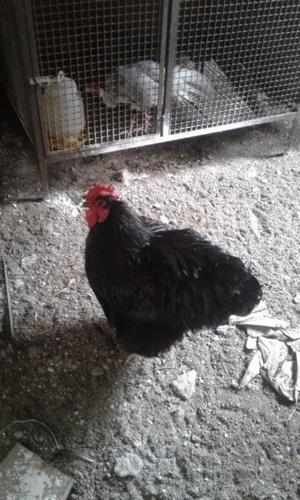 Venta de gallos de raza