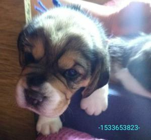 cachorros beagle tricolor