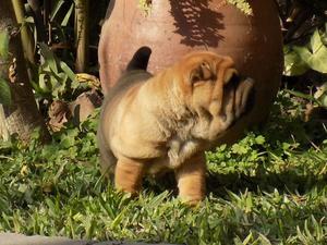 shar pei - Bellas Cachorras disponibles