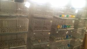 15 jaulas de cria de canarios de 60,8de 47,3 voladoras