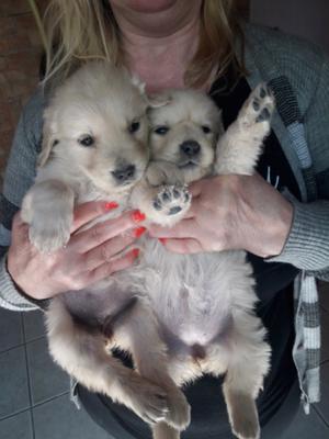 Cachorritas Golden Retriever