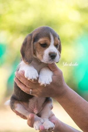 Cachorros Beagles disponibles _7