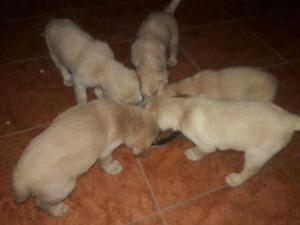 Cachorros Labradores dorados