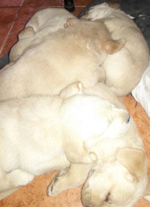 Cachorros Labradores dorados