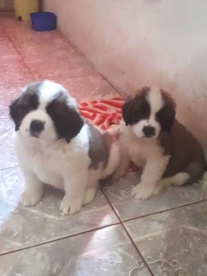 Cachorros San Bernardo