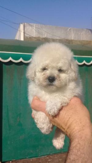Caniche mini hembra y arlekin