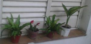 HERMOSAS PLANTAS EL MEJOR REGALO PARA MAMA