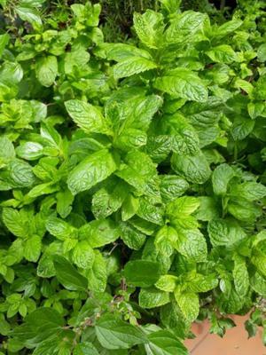 Menta fresca orgánica para tragos! Domínico en Avellaneda