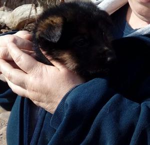 Ovejeros Alemán Cachorros Vendo