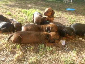 Vendo Cachorros Salchichas