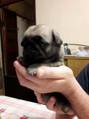 Vendo hermosos pug