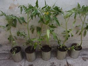 5 Plantines De Tomate