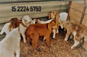 Cabras y Cabritos Recien Nacidos Chivos. Tambien Adultos