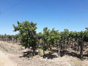 Finca 3,8 Has, con 1,5 Has con viñedos, pozo de 8 y bomba
