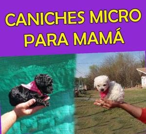 RESERVA TU CANICHE MICRO PARA MAMA!! TARJETAS/ENVIOS