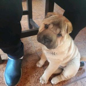 Vendo cachorra Shar-pei