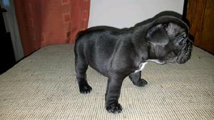 Vendo hermoso cachorros bulldog frances