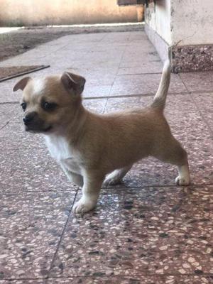 Chihuahuas cachorros de bolsillo