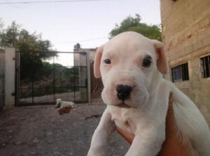 Dogo argentino machos y hembras