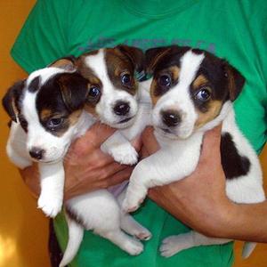 Jack Russell Excelentes Cachorros Machos Fca Chip Ident