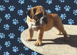 BULLDOG INGLES MACHO CON 3 VACUNAS!! TARJETAS/ENVIOS