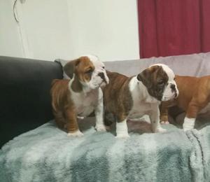 Bulldog ingles Hembritas