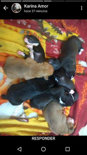 Cachorros Pitbull red nose.