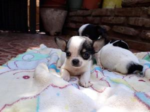 Chihuahuas minis oportunidad