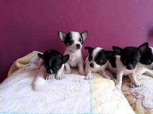 Chihuahuas minis para mama