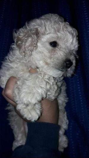 Vendo caniche al 1543995895