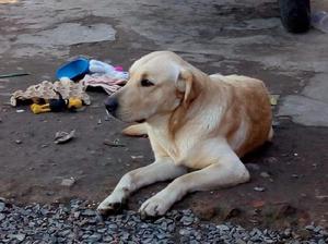 Cachorros de Labrador