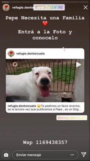 DOGO ARGENTINO JOVEN EN ADOPCION HIPER RESPONSABLE!!!