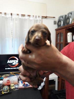 Dachsund Mini