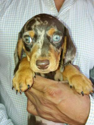 HERMOSOS SALCHICHAS ARLEQUIN CON OJITOS CLAROS