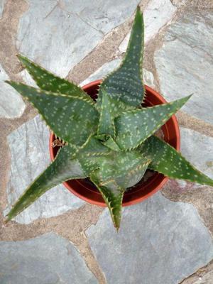 Plantas de aloe vera