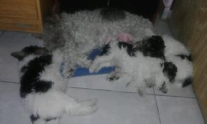 Vendo hermosos perritos fox terrier wire