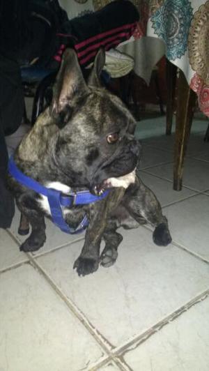 Vendo perro macho bulldog francés con FCA