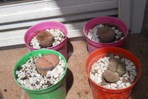 lithops, cactus piedra M 6