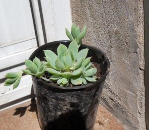 planta Echeveria prolifera en maceta 10