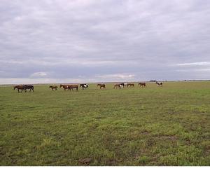 Campo Entre Ríos. Oportunidad