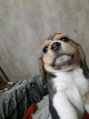 Machito beagle 50 dias vacunado