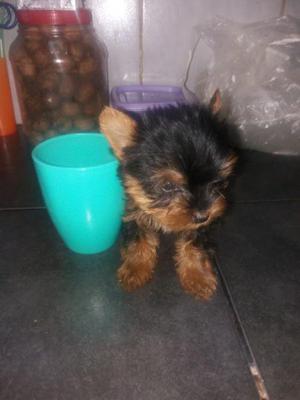 Vendo caniche al 1543995895