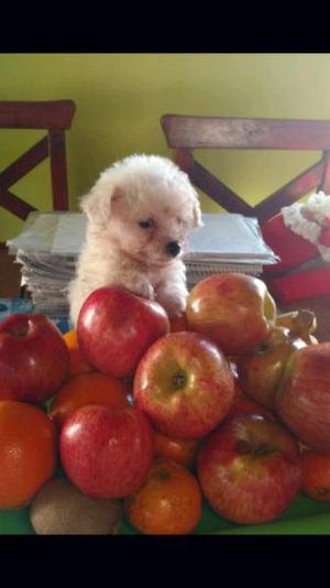 BICHON FRISE(raza de compañía)