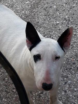 Bull terrier hembra especial cría!!!