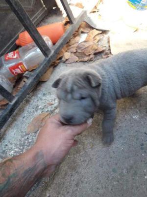 Cachorra shar pei