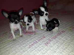 Divinos chihuahuas minis